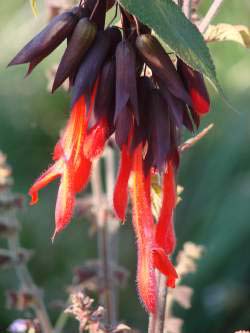 Sacred Sage: Giant Bolivian Sage